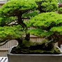 Bonsai Kimeng Termahal Di Indonesia