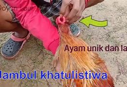 Jambul Ayam Disebut